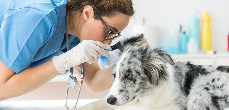 Veterinary professionals